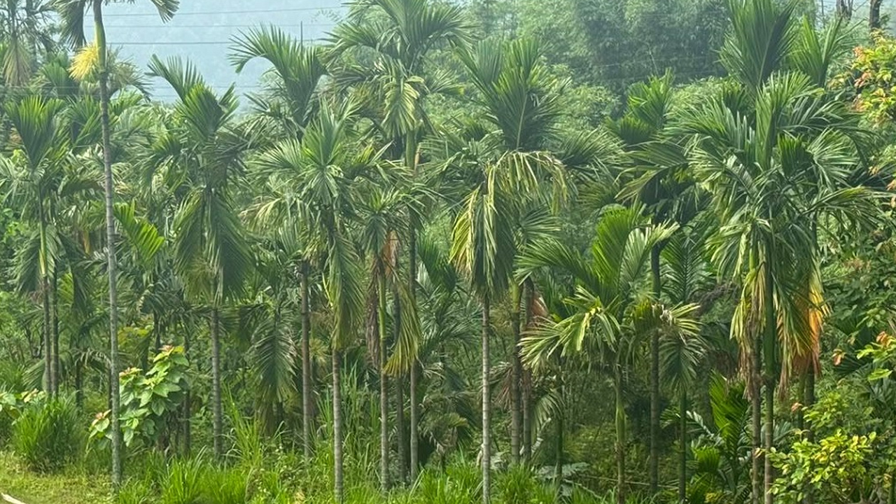Supari