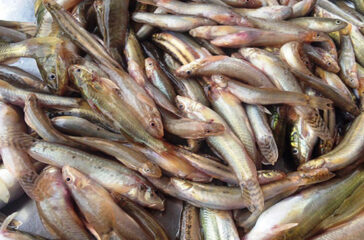 fish