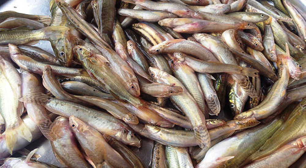 fish