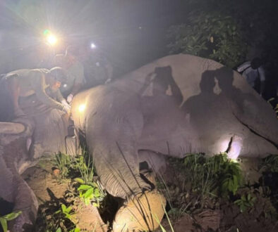 Dhurbe