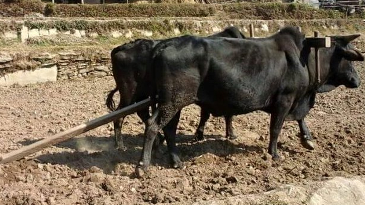 Goru