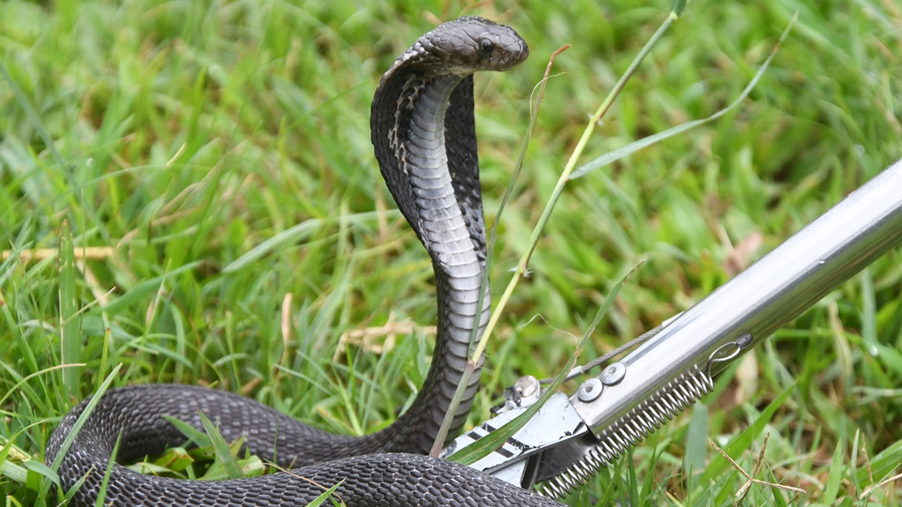 Sarpa