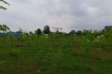 Sital Chini
