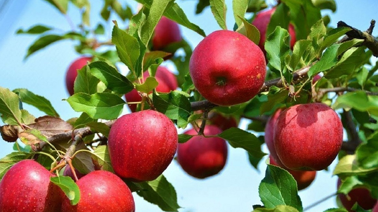 Apple