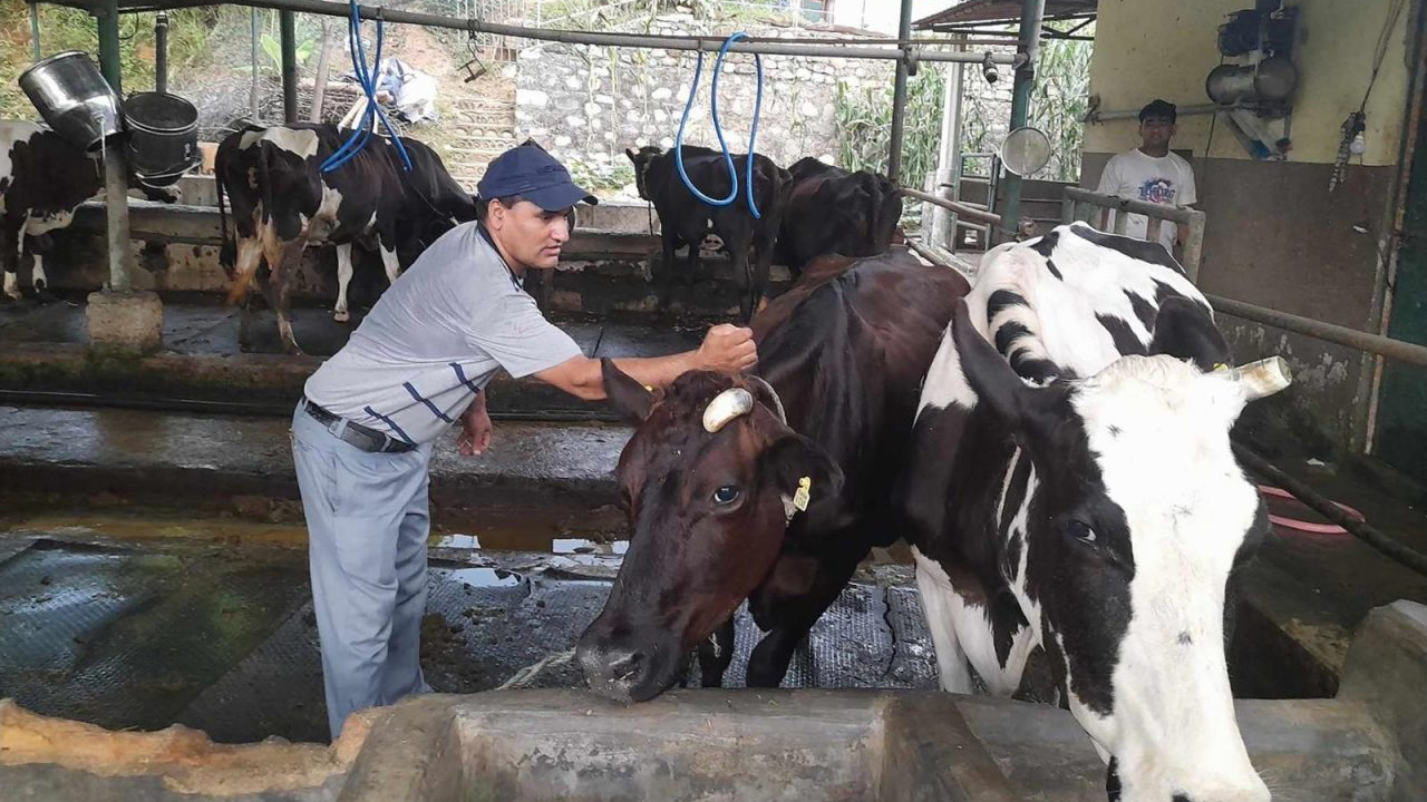 Cow