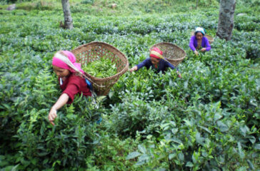 Tea-Garden-3-1024x576