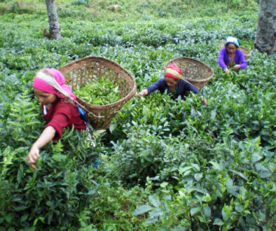 Tea-Garden-3-1024x576