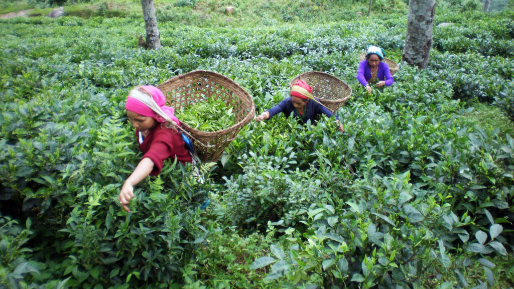 Tea-Garden-3-1024x576