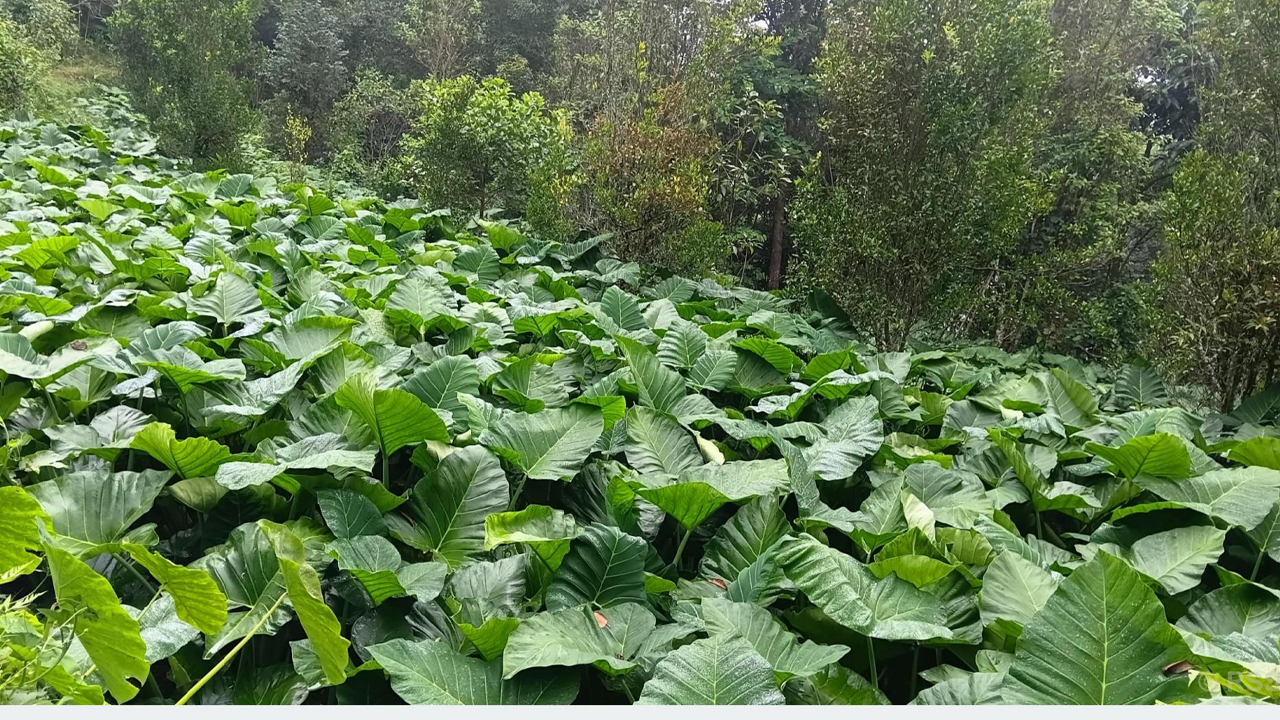 Dudepudalu