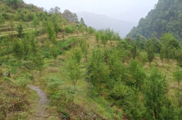 Kirshi