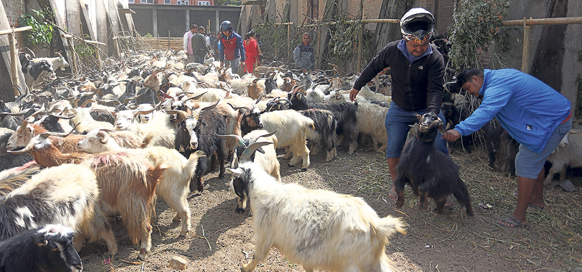 khasi-boka-for-dashain-1200x560-1