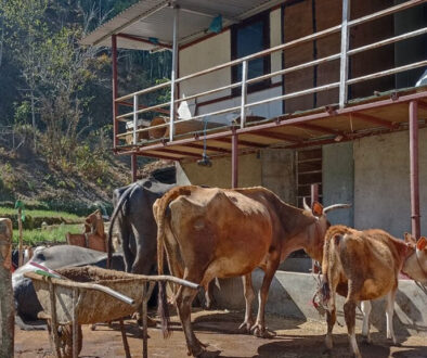 Cow