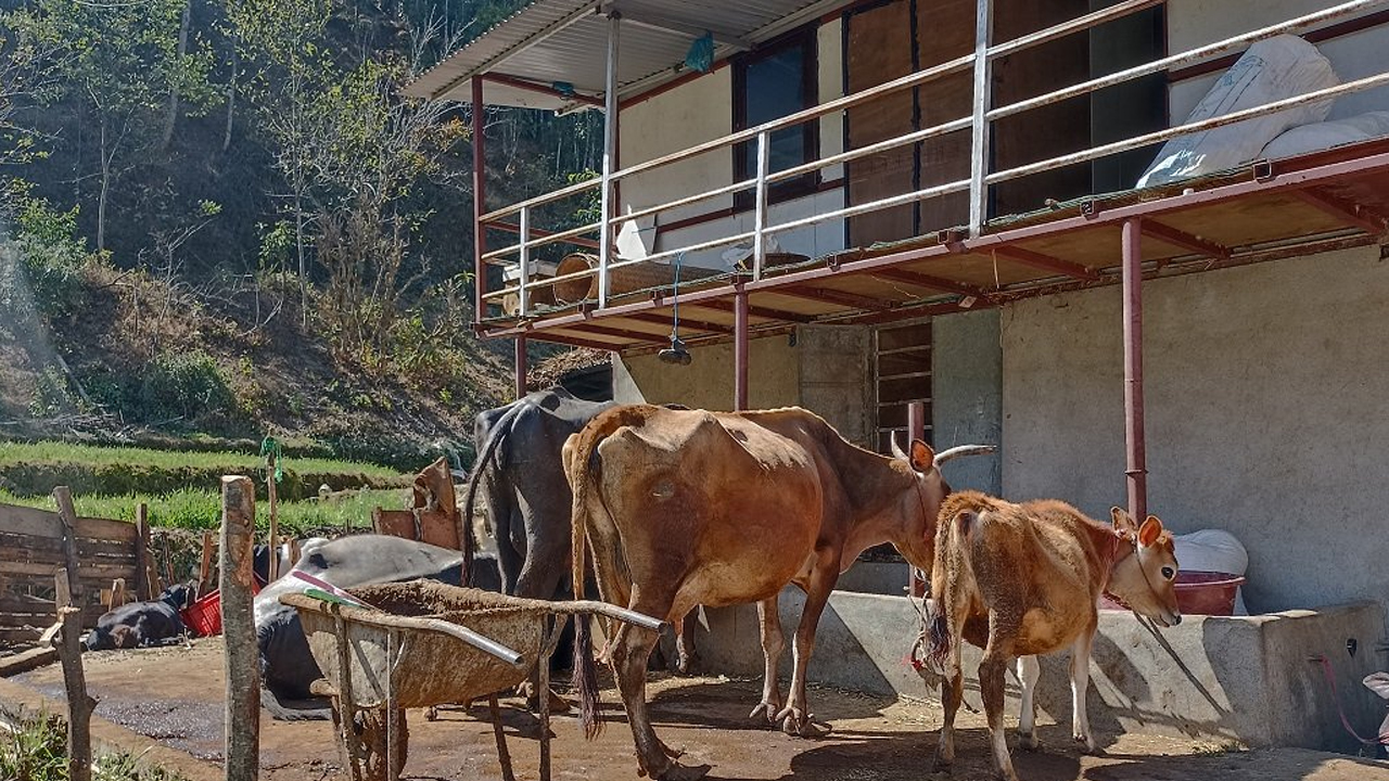 Cow
