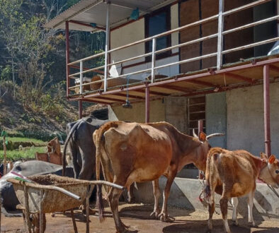 Cow