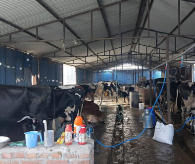 Cow Fom