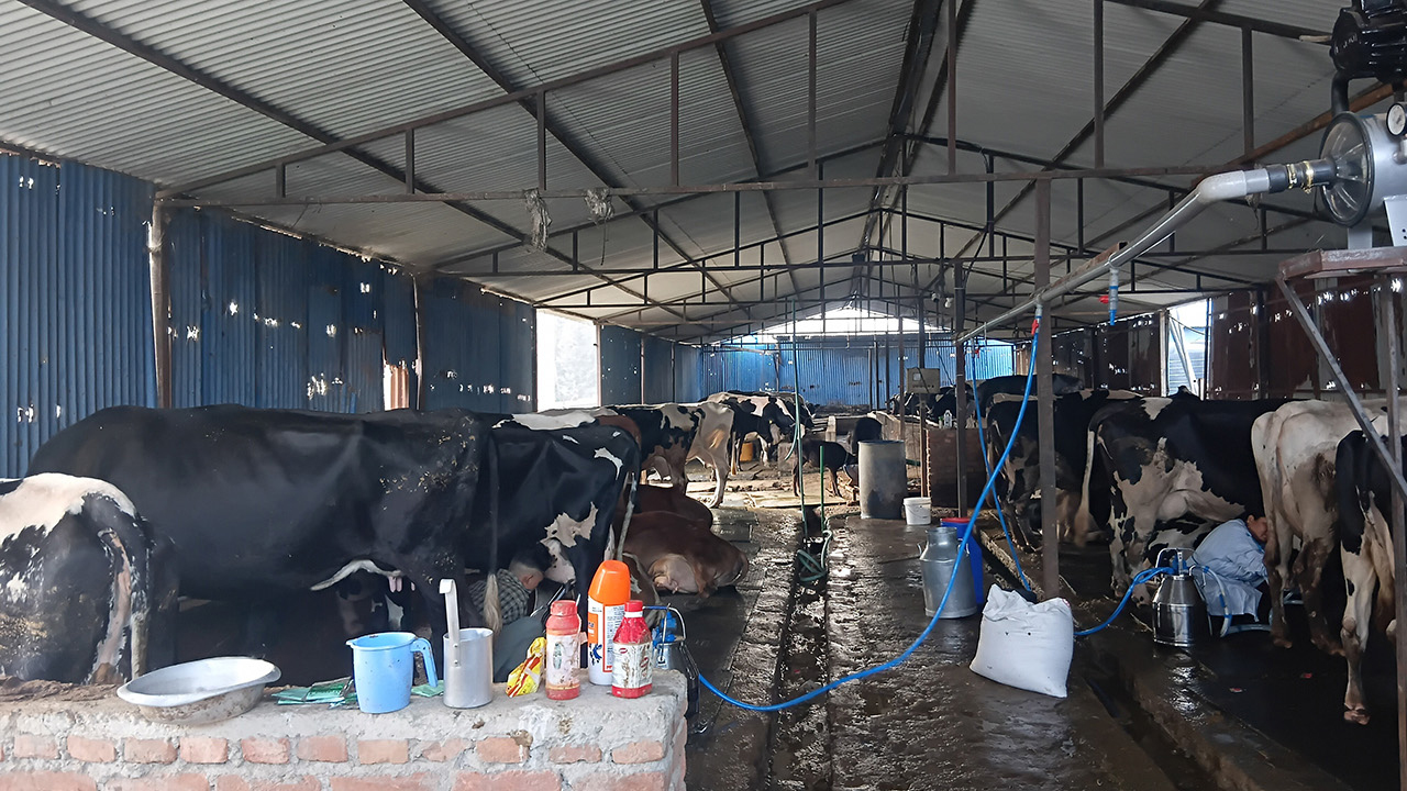 Cow Fom