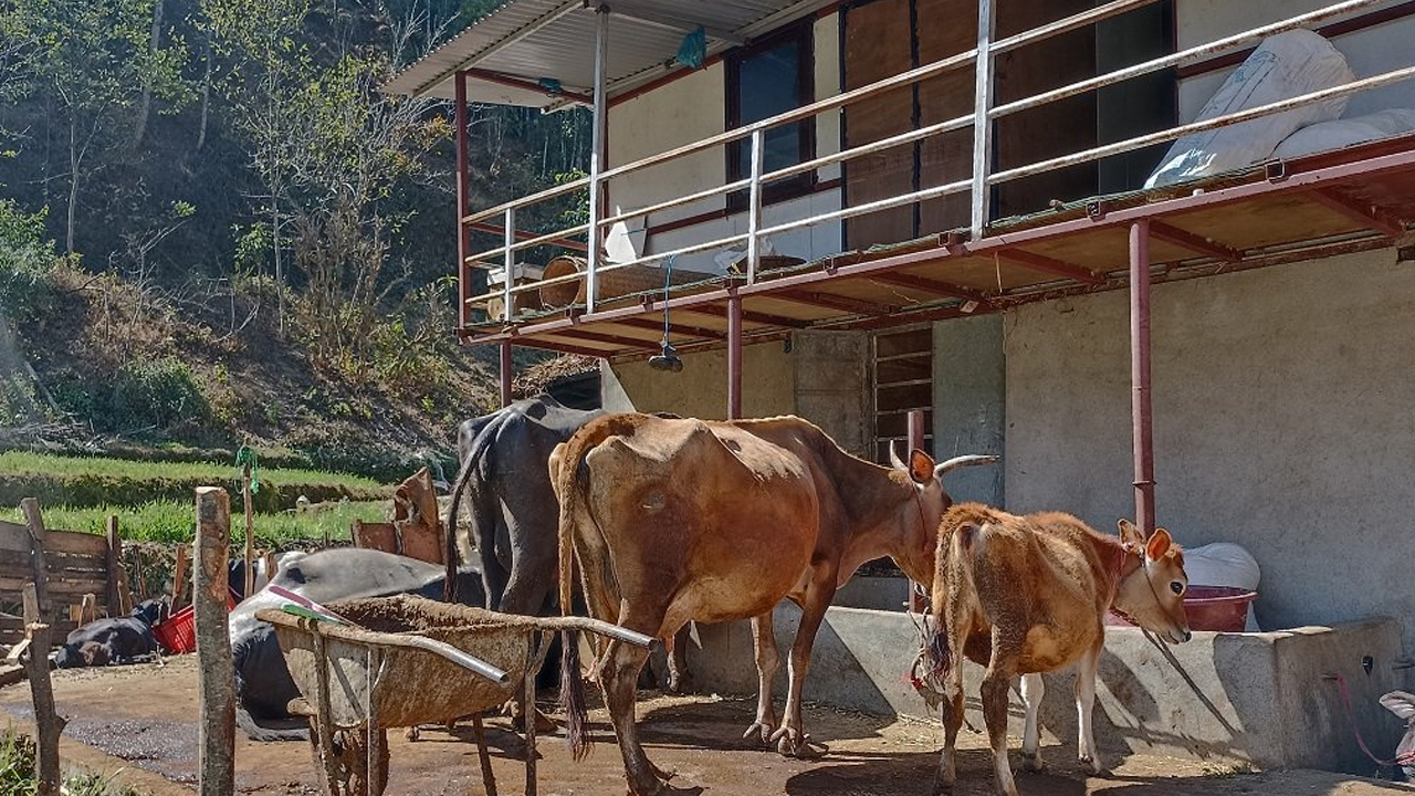 Cow