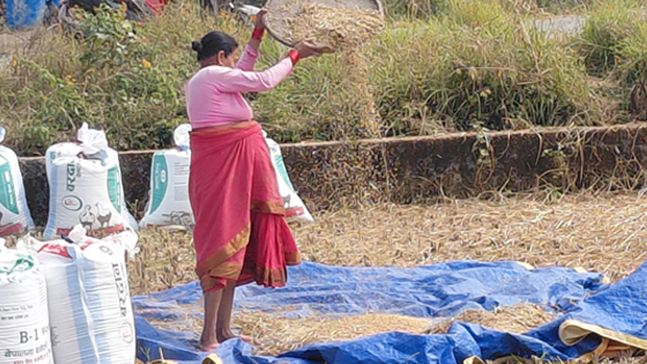 Dhan Kelaudai