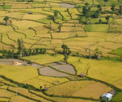 Dhan Keta