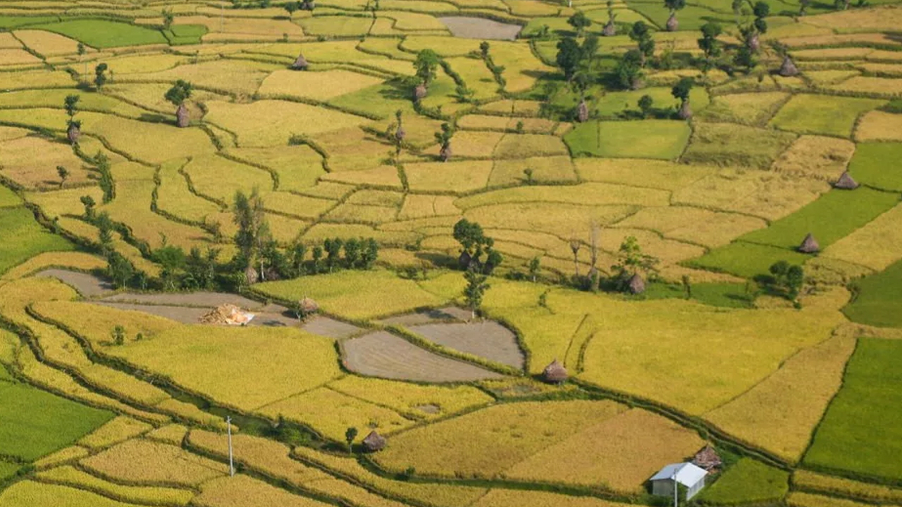 Dhan Keta