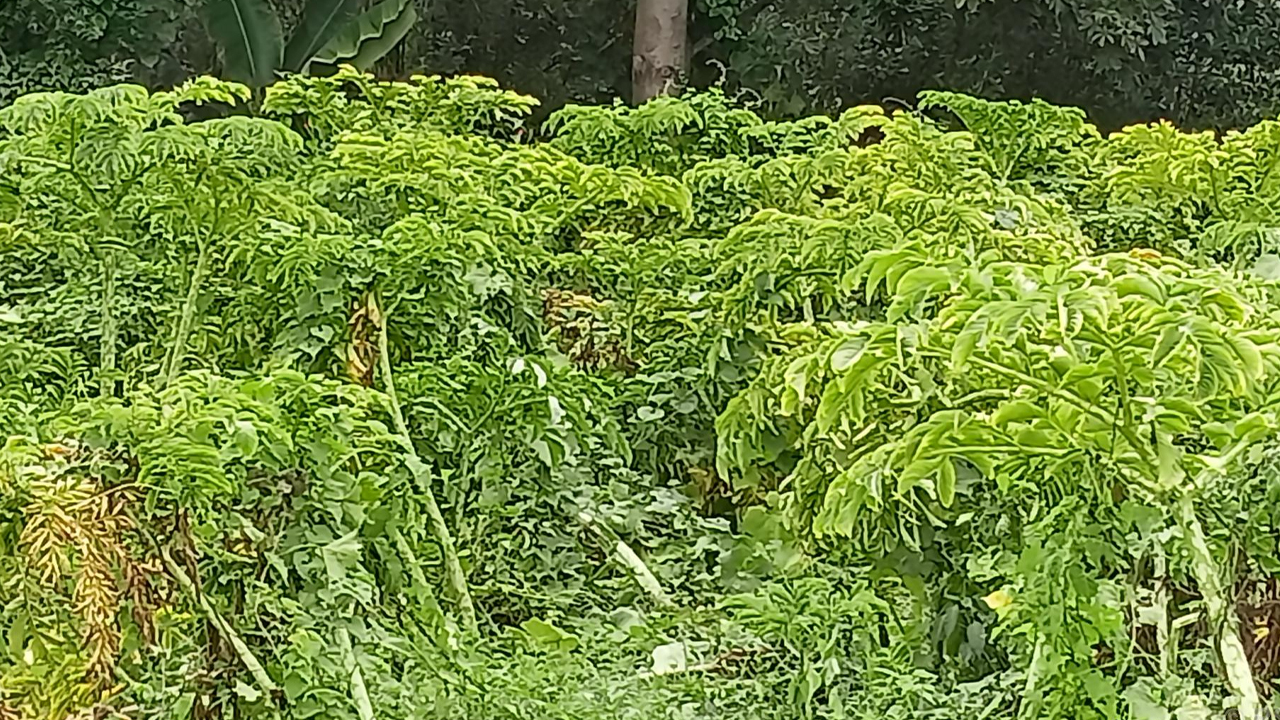 Ole