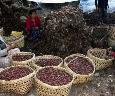 alaichi_Taplejung-768x504-1
