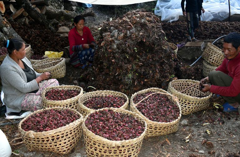 alaichi_Taplejung-768x504-1